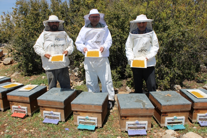 <p>Arı yetiştiricisi Celal Çay, bu yıl yağmurların iyi yağması dolayısıyla bitki çeşitliliğinin arttığı ve bu nedenle arıların polen bulmakta zorlanmadığını kaydetti.</p>