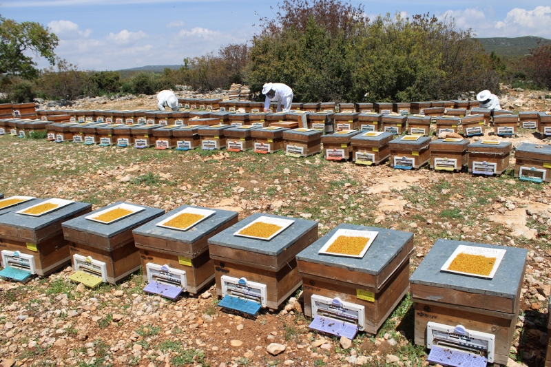 <p>Polen hasadından memnun olduklarını ifade eden Kurt, 'Yeni tip koronavirüs sebebi ile arı ürünlerine, özellikle de polene olan talep artmaya başladı. Arıcılarımız sokağa çıkma yasağının olduğu günlerde bile özel izinlerle polen toplamaya devam ettiler.' dedi.</p>