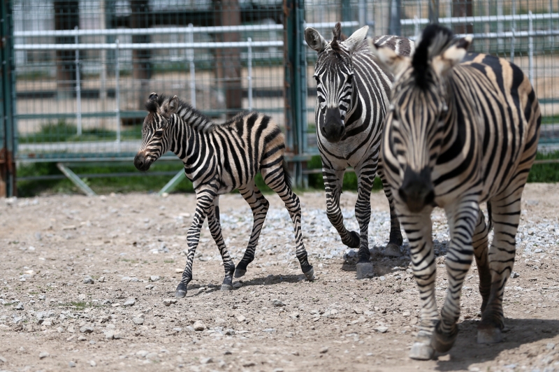 <p>Veteriner hekimler taraf�ndan d�zenli olarak kontrolden ge�irilen zebra yavrusu, sa�l�kl� geli�ebilmesi i�in anne s�t�yle besleniyor.</p>