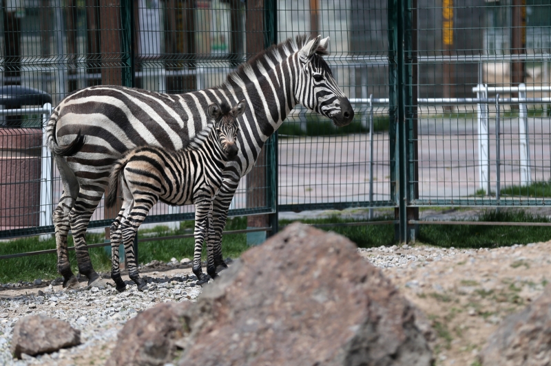 <p>B�y�k�ehir Belediye Ba�kan� Memduh B�y�kk�l��, zebra yavrusunun ailesiyle do�al hayatta gibi ya�ayaca��n� belirtti.</p>