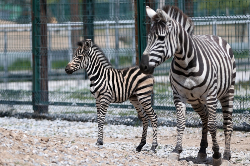 <p>Hayvanat Bah�esi sorumlusu Burhanettin Bacak ise AA muhabirine yapt��� a��klamada, zebra yavrusunun sa�l�k durumunun gayet iyi oldu�unu, onu s�rekli takip ettiklerini dile getirdi.</p>