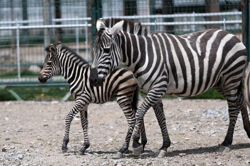 <p><b>- KOV�D-19 NEDEN�YLE 'D�LEK' �SM� VER�LD�</b><br></p>