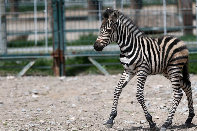 <p>Kayseri'de 180 bin metrekarelik alana kurulu, yakla��k 2 bin hayvan�n bar�nd��� hayvanat bah�esinin �al��anlar� da hareketleriyle etraf�na ne�e sa�an yavrunun sa�l��� i�in yo�un �aba harc�yor.</p>