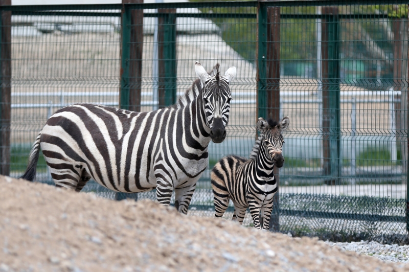 <p>B�y�kk�l��, Kovid-19 nedeniyle i�inde bulunulan s�k�nt�l� s�recin sona ermesi ve bir an �ne normal hayata devam edilmesi dile�inde bulunduklar�n�, bu nedenle yavruya 'Dilek' ad�n� verdiklerini kaydetti.</p>