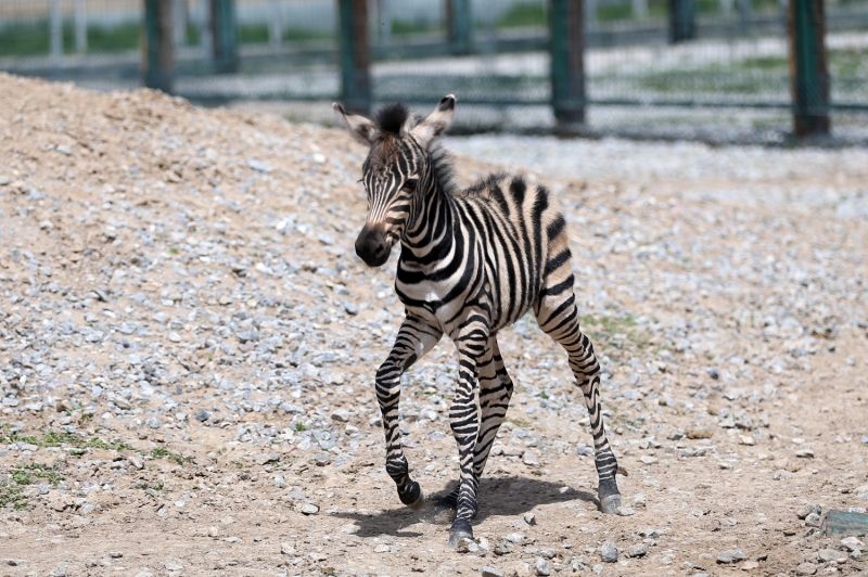 <p>Her y�l y�z binlerce ziyaret�iyi a��rlayan hayvanat bah�esinde her ay farkl� t�rden �ok say�da yavrunun d�nyaya g�zlerini a�t���n� belirten Bacak, bu konuda tecr�beli olduklar�na i�aret etti.</p>