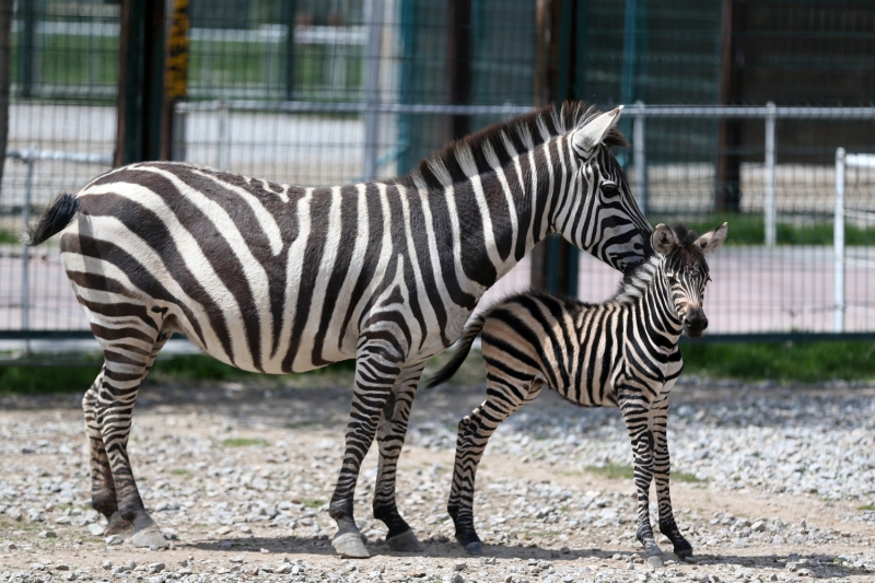 <p><b>- '160 T�RE YAKIN B�N 560 HAYVANIMIZ VAR'</b><br></p>