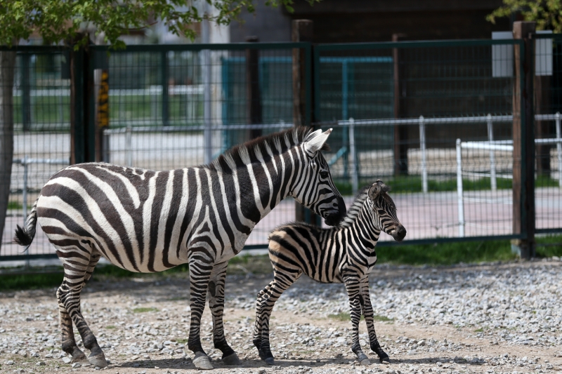 <p>Bacak, 'Her do�umla beraber hayvanat bah�esine heyecan geliyor. Bunlar bizim ne�elerimiz. At �rk�ndan olan zebralar�, ot, kaba yem, arpayla besliyoruz. Yavru �u an sadece anne s�t� al�yor. Bir aydan sonra o da anne ve babas� gibi beslenmeye ba�layacak.' diye konu�tu.</p>