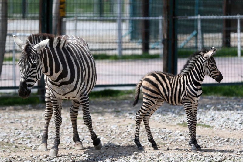 <p>'Kalabal�k bir aileyiz.' diyen Bacak, �unlar� kaydetti:</p>