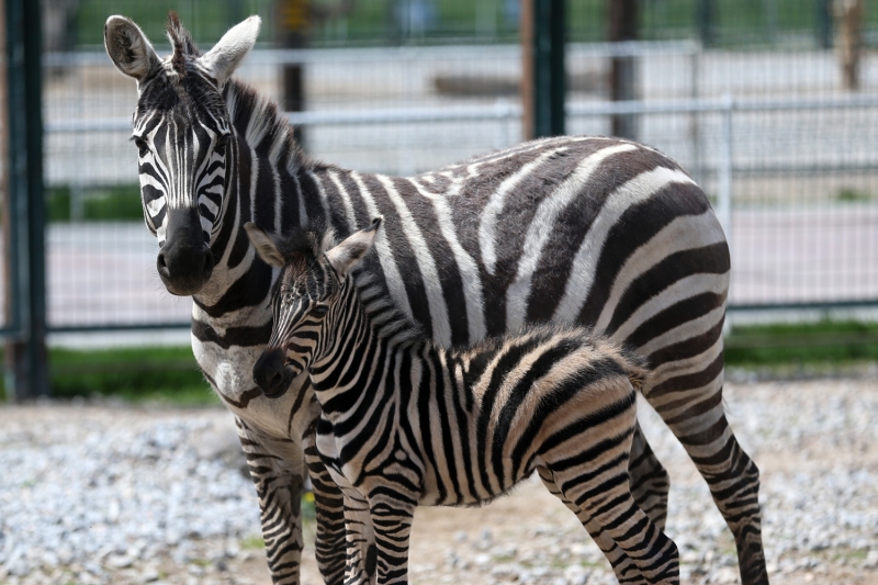 <p>'Buradaki bak�c� arkada�lar�m�z, ortam� onlar�n ya�am alanlar�na uygun hale getiriyor. Yiyecekleri, rasyonlar� arkada�lar�m�z taraf�ndan ayarlan�yor. Veteriner hekim kontrol�nde bak�mlar� yap�l�yor. Yak�n zamanda da� ke�isi ve lamalar�m�zda da do�um oldu. 160 t�re yak�n bin 560 hayvan�m�z var. Koronavir�s dolay�s�yla ziyarete kapal�y�z. Yar�n ziyarete a��lacak gibi de s�rekli dezenfeksiyonu yap�yoruz. Hayvanlar�m�z�n hepsinin sa�l��� yerinde.'</p>