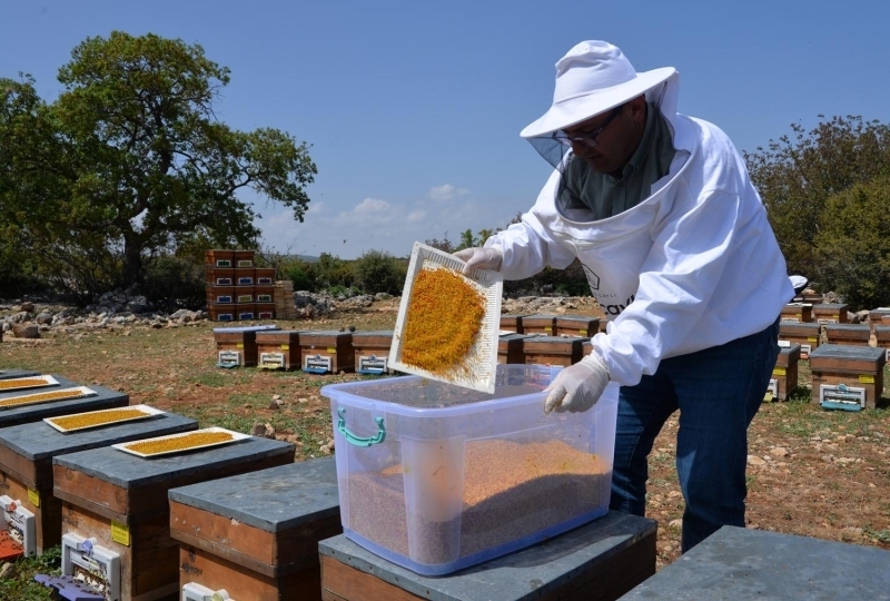 <p>Mersin'in Erdemli ilçesinde Toros Dağları’nın eteğindeki arıcılar da hasadına başladıkları arı polenlerini, ülke ekonomisine kazandırıyor.</p>