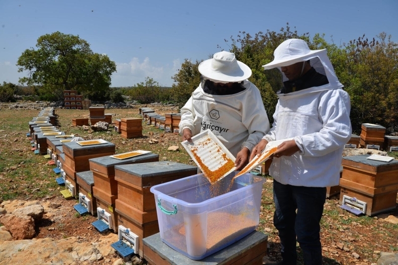 <p>Baharın gelmesiyle polen hasadına başladıklarını belirten Çay,</p>