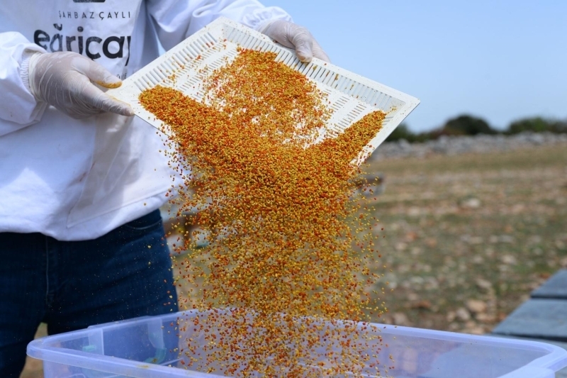 <p> Geçen yıl Kanada'nın Montreal kentinde Dünya Arıcılık Örgütü ev sahipliğinde düzenlenen 46'ncı Dünya Arıcılık Kongresi'nde 'Dünyanın En İyi Balı' ödülünü alan üretici Celal Çay, bu yıl yağmurların iyi yağması nedeniyle bitki çeşitliliğinin arttığını, arıların da polen bulmakta zorlanmadığını söyledi.</p>