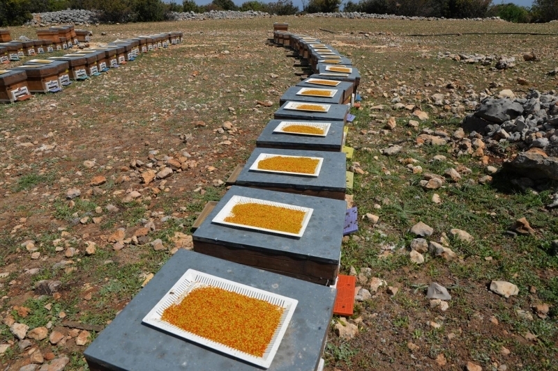 <p>'Bir arı sadece bal üreterek çoğalamaz ve neslini devam ettiremez. Polen çiçeklerin üreme hücresi ve içinde yüzde 30'a yakın protein var. Bu proteinle arılar kendilerini büyütüyor, geliştiriyor ve yavrularını besliyor. Ayrıca birçok vitamin ve mineraller var. Zengin bir mineral kaynağı olduğu için insanlar poleni tüketiyor. Biz hepsini toplamıyoruz bir kısmını arılara bırakıyoruz. Gelişmeleri ve yaylada bal hasadı için. Bir kısmını ise toplayıp tüketicilerimize sunuyoruz. Protein yönünden zengin olmasından dolayı sporcular ve çocuklar çok fazla tüketiyor. Çocukların büyümesine yardımcı oluyor.'</p>