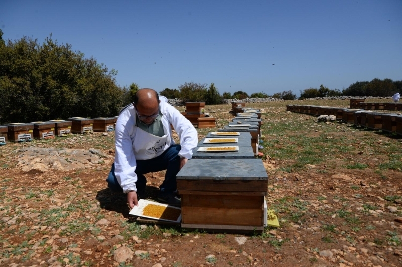 <p><b>'BU SENE POLENE OLAN TALEP ARTTI'</b></p>