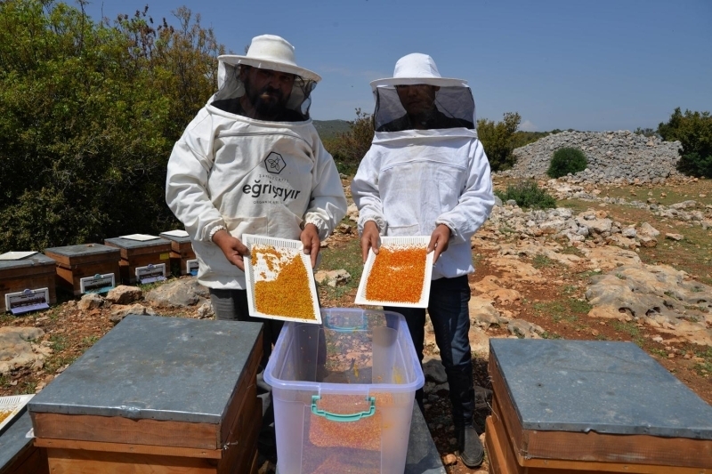 <p><b>'İÇİNDE YÜZDE 30'A YAKIN PROTEİN VAR'</b></p>