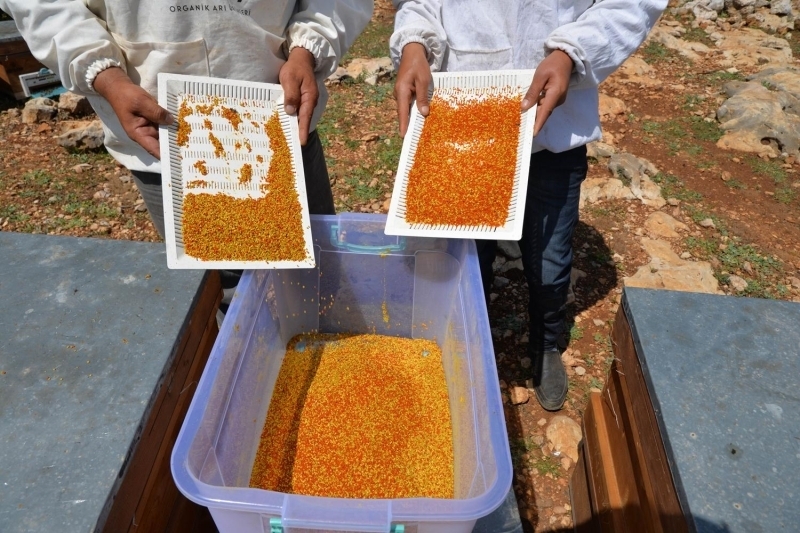 <p>'Bahar, Torosların eteğiyle, zirvesine aynı anda gelmiyor. 450 rakım yükseklikte Toros Dağları’ndayız. Buraya bahar geldi. Arılarımız polen getirmeye başladı. Hasattan oldukça memnunuz. 2 güne bir hasat yapıyoruz. Son 4-5 yıl öncesine kadara ülkemizde arı ürünü olarak yalnızca bal biliniyordu. Ancak bugün artık polen de biliniyor. İnsanlar tarafından bir talep var. Ayrıca polenin bir ekonomik değeri de var. Koronavirüsten dolayı insanlar, bağışıklık sistemini güçlendirip vücudunu korumak istiyor. Bu sebeple polene olan talep arttı. Stoklarımızda taze polen bitmişti, neyse ki bahar geldi ve polen hasadına başladık. Eskiden arıcılar olarak poleni toplayıp toplamamak konusunda kararsızdık ama şu an elimizdeki tüm poleni Türkiye'nin her yerine göndereceğiz' dedi.</p>