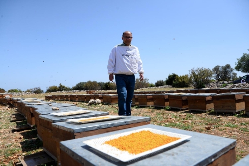 <p>Arıcılar, baharın gelmesiyle birlikte 2 günde bir hasadını yaptıkları arı polenlerinin, salgın nedeniyle yoğun talep gördüğünü dile getirdi.</p>
