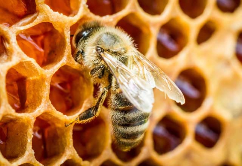 <p> Özellikle çocukların beyin gelişiminde ve zayıf kalan çocukların gelişiminde çok faydalı bir gıda. İşçi arılar bunu ana arıyı beslemek için yapıyor.</p>