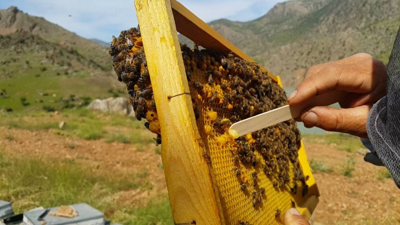 <p>'Bu yılın hasadına başladık. 200 kovan arımız var. 8 kişilik ekibimizle çalışıyoruz. 200 kovan arımız var. Günlük 80 kovandan arı sütü alıyoruz. Hedefimiz bunu 100 kovana çıkartmak.</p>