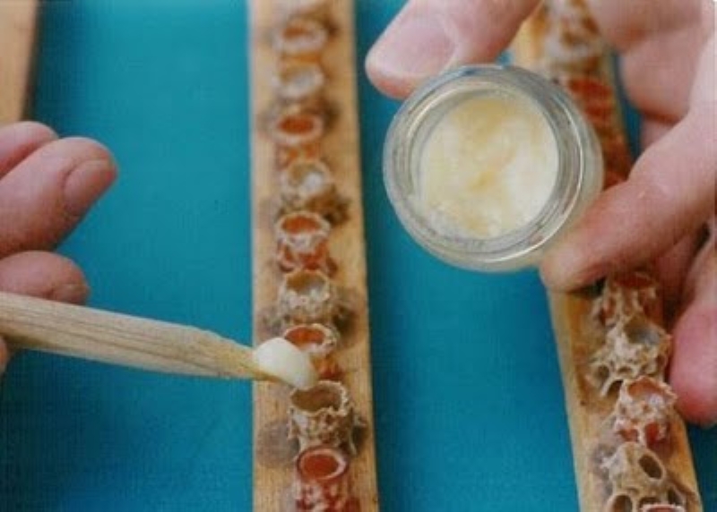 <p>Bu yılın ilk arı sütü üretimine başladıklarını ifade eden Metin Kaya, 'Sabah 7’de iş başı yapıyoruz. Kovanları hazırlıyoruz. Kovanlardan arı sütü dolu çıtaları alıyoruz. Daha sonra bunları tek tek gözlerden çıkartıp hasat ediyoruz. Bu yıl hasat bereketli başladı' dedi.</p>