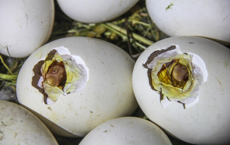 <p>Anaç kazlar evlerde veya ahırlarda kendileri için yapılan yerlerde yumurtlamaya başlıyor, besicilik yapan kadınlar da bu yumurtaları alarak serin bir yerde biriktiriyor.</p>