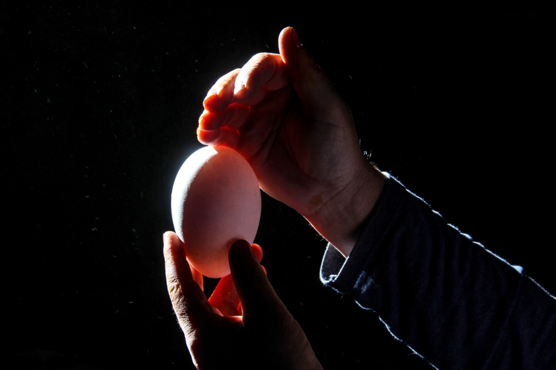 <p>Kuluçkaya yatan kazların yumurtalarını 1 ay boyunca düzenli takip ettiğini anlatan Tükezziban Pastutmaz, şöyle konuştu:</p>