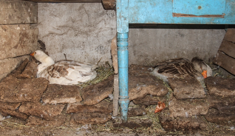 <p>'Kuluçkaya yatan kazlara daha özenli bakıyoruz, her sabah gidip yemini, suyunu veriyoruz, yumurtaları ve yuvayı kontrol ediyoruz. Kazların yavruları 1 ayda yumurtadan çıkıyor ve yavruları 10-15 gün evde besliyoruz, sonra dışarıya çıkarıp otlatmaya başlıyoruz. Yavrulara üşümesinler diye bebek gibi bakıyoruz. Yavruların altlarına saman, elbise koyuyoruz, bebeğe nasıl mama veriliyorsa bizler de onlara mama hazırlayıp veriyoruz.'</p>