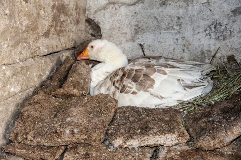 <p>'Kaz yavruları kazların cinsine göre 28-31 günlük kuluçka süresi sonunda yumurtadan çıkmaktadır. Kars'ta yaklaşık olarak 210 bin 308 damızlık dişi kaz bulunmaktadır. İlimiz kaz üretimi bakımından ülkede birinci sıradadır. Kazlar ilimizde büyük oranda aile işletmelerinde üretilmektedir.'</p>