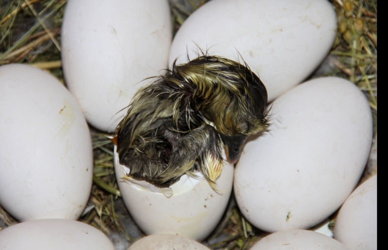 <p>Kars Tarım ve Orman Müdürü Dr. Hüseyin Düzgün de kentte ilkbahar mevsiminin gelmesiyle kaz yavrularının yumurtadan çıkmaya başladığını ifade ederek, şunları kaydetti:</p>
