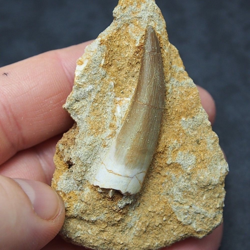 <p>G�neydo�u Fas'taki Kretase kaya olu�umlar� b�lgesi olan, Kem Kem Yataklar�'nda bulunan fosilleri inceleyen uluslararas� bir paleontolog ekibi, Sahra'n�n b�y�k olas�l�kla 'D�nyan�n en tehlikeli yeri' oldu�unu ileri s�r�yor.�<br></p>