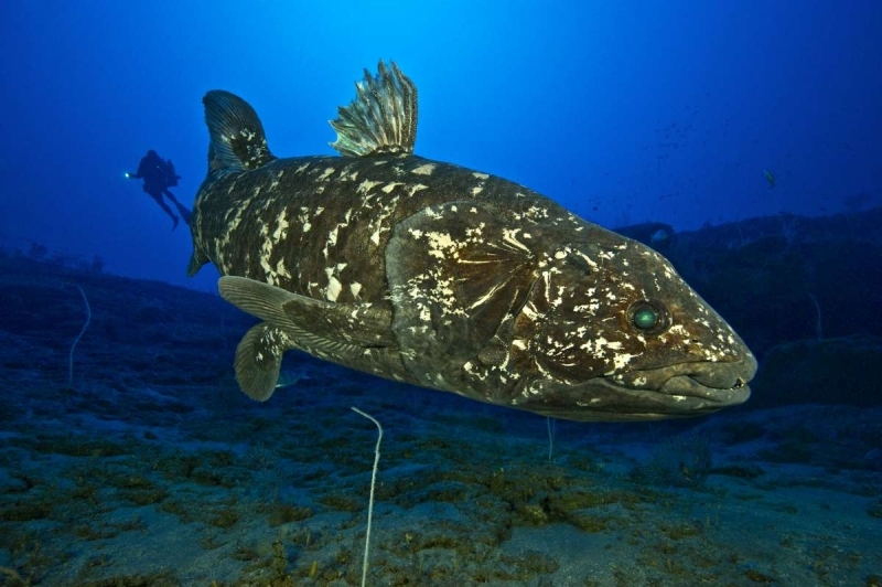 <div><span style='font-size: 1.2rem;'><i>(</i></span><span style='font-size: 1.2rem;'><i>coelacanth)</i><br>�</span><span style='font-size: 1.2rem;'>Bu yer dev coelacanth bal��� ve Akci�erli bal�klar (Lungfish) olmak �zere kesinlikle muazzam bal�klarla doluydu.�</span></div>