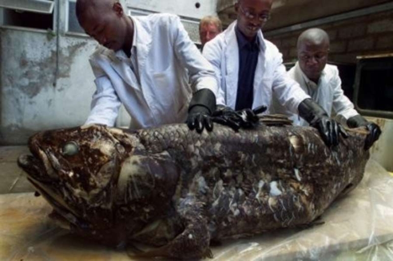 <p>�rne�in coelacanth, bug�n�n coelacanth'�ndan muhtemelen d�rt hatta be� kat daha b�y�kt�.�</p>