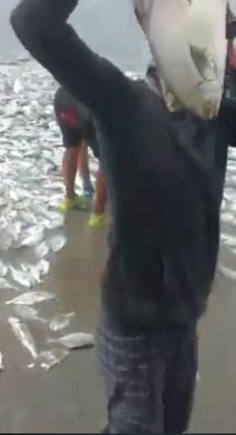 <p>Su altı aktivitesi, denize dökülen petrolün kalıcı etkileri ya da sonar teknolojileri gibi bir çok iddia öne sürülüyor.</p>