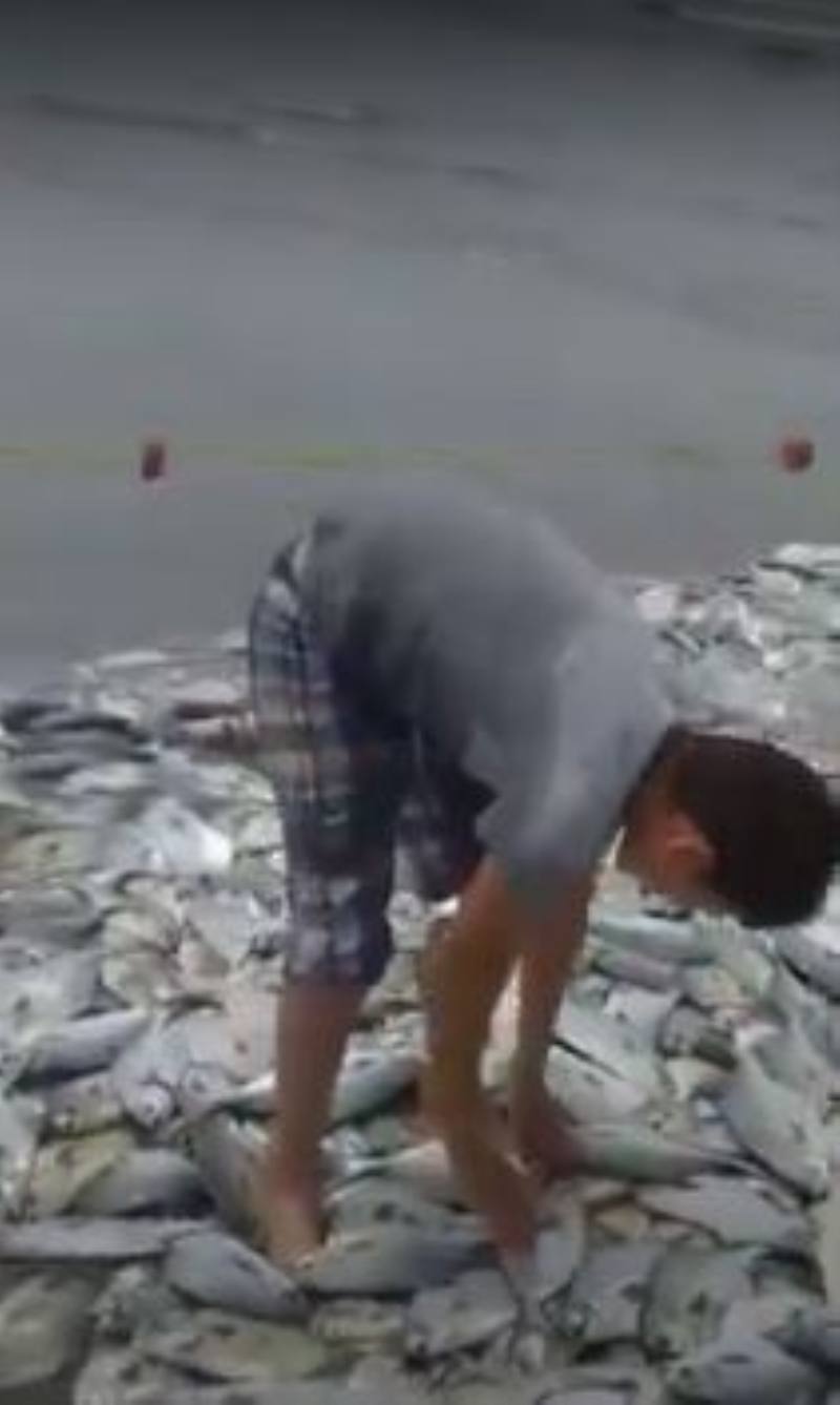 <p>Meksika ve Venezueala'da yaşanan bu son olay, kıyı sularının maviye boyandığı doğal bir olaydan bir hafta sonra yaşandı.</p>