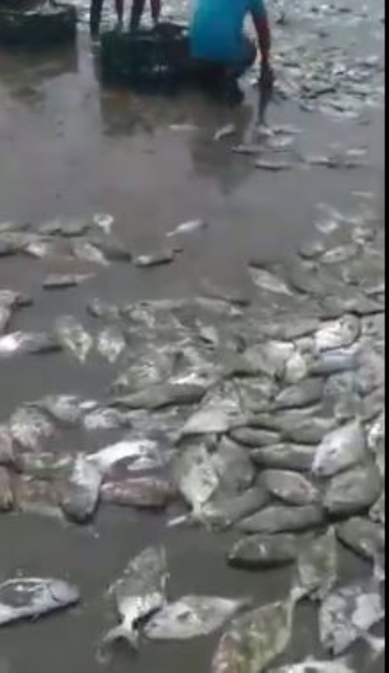 <p>Ancak bilim insanları hala bu olağan dışı davranışa neyin neden olduğunu kesin olarak söyleyemiyorlar.</p>