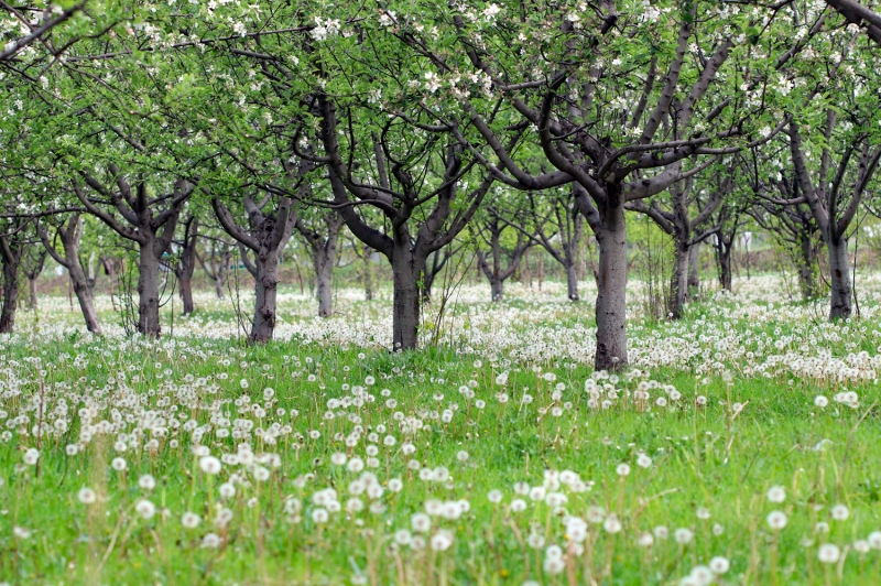 <p>'zellikle yeillerin iinde at beyaz meyvesiyle dikkati eken karahindiba otunu fotoraflamak iin geldik. Daha nce de bu bitkiyi fotoraflamtm. Hepimizin ocukluunda koparp fleyerek dalmasn salad bu gzel bitki doaya adeta renk katm durumda.'</p>