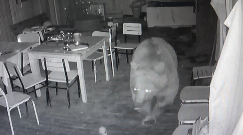 <p>Koronavirüs tedbirleri kapsamında işletmelerinin kapalı olduğunu anlatan Cemil Arslan, ayıları çok sevdiklerini söyledi.</p>