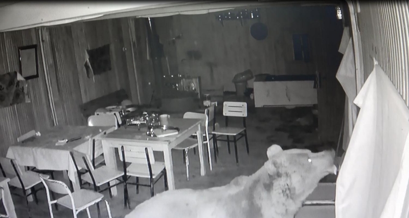 <p> Arslan, 'Koronavirüs nedeniyle şu an işletmemiz kapalı. Bundan dolayı insanlar buraya gelmiyor. Ayılar da aç kaldığı için mesire alanlarına gelip yemek arıyorlar. Bizim işletmemize de misafir olmuş ayı. Kapıyı kırıp içeri girmiş. Fazla bir zararım yok, olsa da önemli değil çünkü çok sevimli bir hayvan onları seviyoruz. İnşallah salgın biter ve işletmelerimizi yeniden açarız. Burada çevredeki evlerden de ayılar yiyecek arıyor, çok izlerine rastladım. Ayılarla bir nevi komşu olarak yaşıyoruz. Sevimli bir hayvan; inanın her zaman gelmesini isterim, yalnız kapıyı kırmadan gelse yiyeceğini veririm. Hatta balık da getiririm ona sorun değil. Onları seviyoruz' dedi.</p>