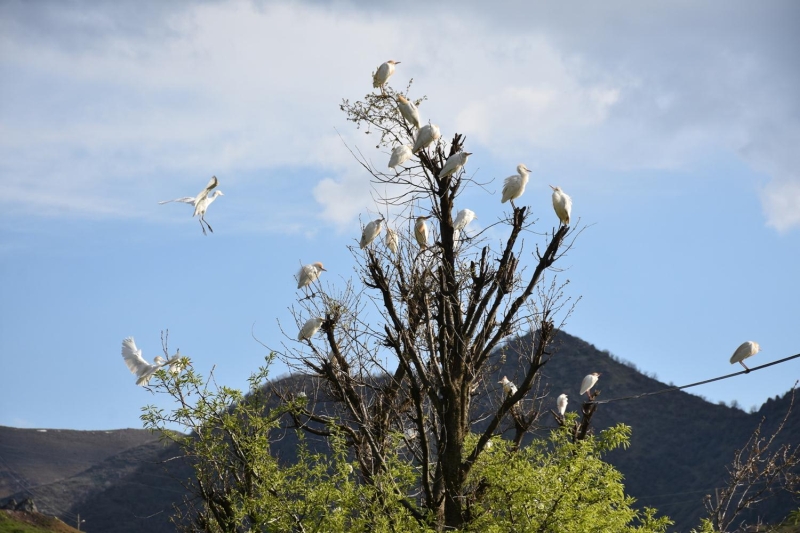 <p>lede ilk kez grlen sr balkl ku trn grntleyen Sabr Aan, tesadfen grdn syledi. </p>