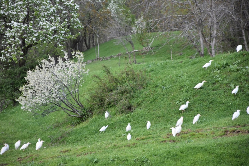 <p>Yerleim yerlerine de ska yaklaan bu kular, dier balkllardan farkl olarak ounlukla kuru otlu habitatlarda yer alyor.</p>