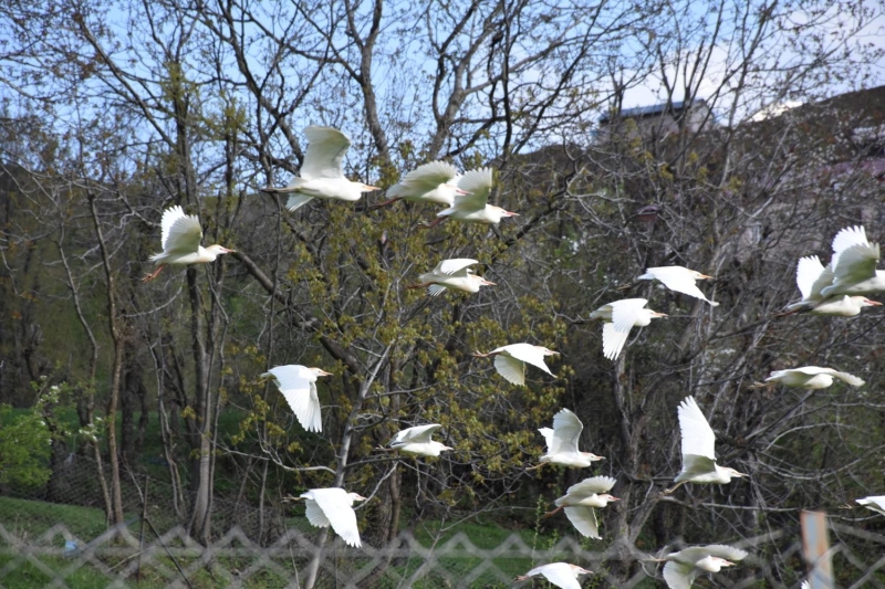 <p>Sr balkl, Trkiye'de yl boyu ska grlen ve reyen trler arasnda bulunuyor.</p>