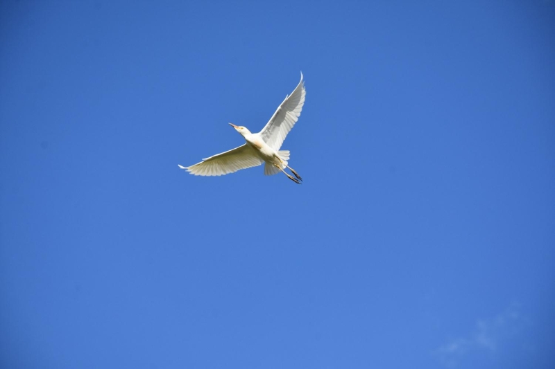 <p>Sr balkl ku trn grntlerken, heyecanlandn anlatan Aan, 'Kular Ali avu Mahallesi ve Praz mevkisinde bulunan arazilerde grntledim. Bu ku tr ilk kez ilemizde grld' dedi.</p>
