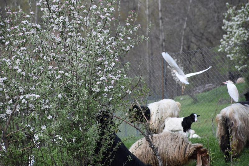 <p>Bykba hayvanlardan rkerek kaan, kk srngenler ve bceklerle beslenen bu ku tr, daha ok sudan uzak, kuru blgelerde bulunuyor.</p>