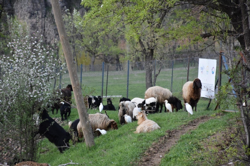 <p><b>KURU OTLU HABTATLARDA BULUNUYOR</b></p>