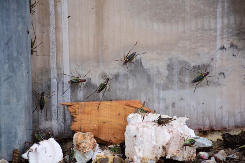 <p>�ekirgelere kar�� kimyasal m�cadele ba�lat�ld�. Tire �l�e Tar�m ve Orman M�d�r� Mutlu T�ra�, �reticinin da�l�k alanlarda drone ile ila�lama yap�lmas� y�n�ndeki taleplerine ili�kin bilgi verdi.</p>