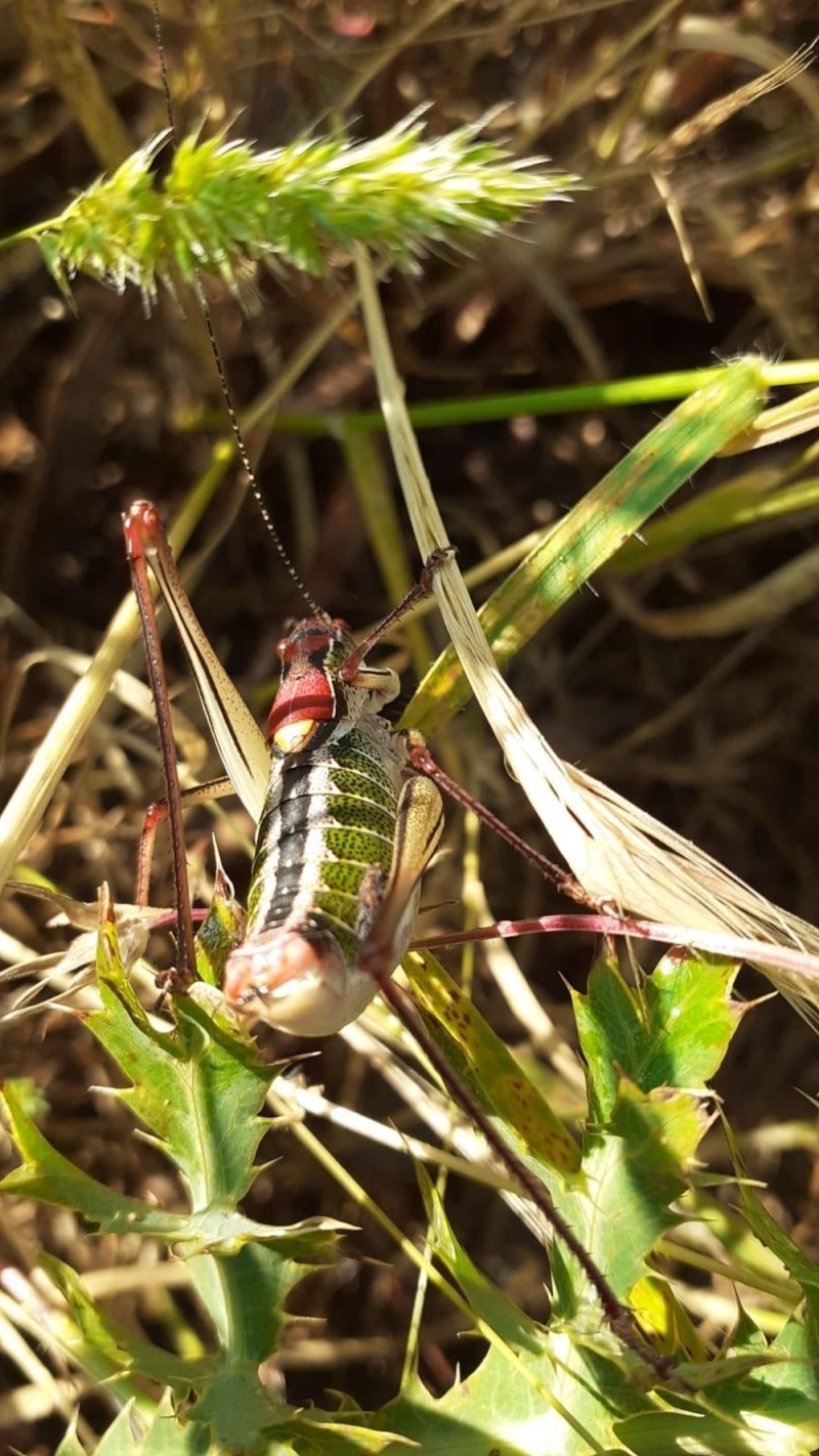 <p>�l m�d�rl��� taraf�ndan yap�lan a��klamada, s�z konusu �ekirgelerin Suriye’den gelen i��iler taraf�ndan b�lgeye getirildi�ine y�nelik haberlerin ger�e�i yans�tmad��� belirtildi.</p>