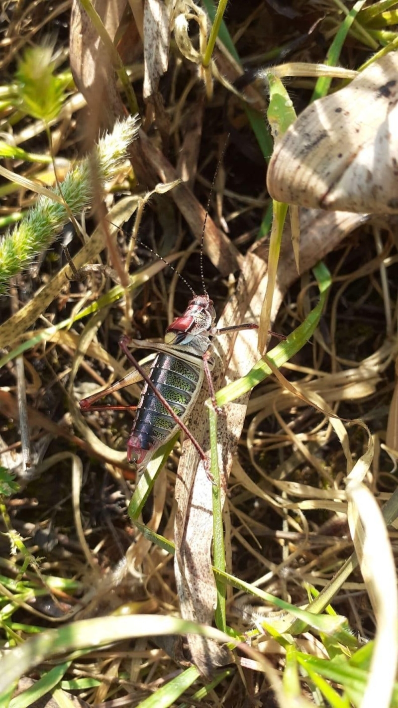 <p>�zmir’in Tire il�esine ba�l� I��klar ile Yenioba k�ylerinin ortak meras� olan Akarca b�lgesinde tespit edilen �ekirgelere kar�� �zmir Tar�m ve Orman �l M�d�rl���, Tire Tar�m ve Orman �l�e M�d�rl��� ve Bornova Zirai M�cadele Ara�t�rma Enstit�s� M�d�rl��� teknik elemanlar� g�zetiminde Devlet Yard�m M�cadelesi kapsam�nda bitki koruma �r�n� temin edildi.</p>