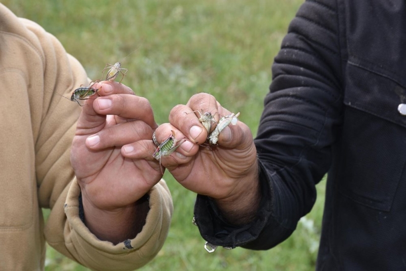 <p>B�lgede tespit edilen t�r�n ye�il �ekirge oldu�u ifade edilen a��klamada, bu t�r�n b�lgede zaman zaman lokal olarak zarara neden olan yerli �ekirge t�rlerinden oldu�u bilgisi verildi.</p>