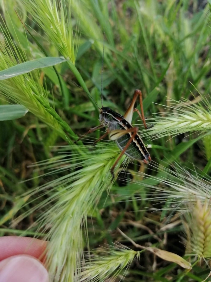 <p>S�z konusu �ekirgelerin Suriye’den gelen i��iler taraf�ndan b�lgeye getirildi�ine y�nelik haberlerin ger�e�i yans�tmad��� a��kland�.</p>