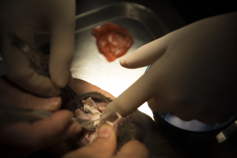 <p>'Onlar da deli�in kendili�inden kapanamayaca��n� s�ylediler. Gerekli sa�l�k kontrolleri yap�ld�ktan sonra dikilmesi gerekti�i s�ylendi ve diki� at�ld�. G��l� bir s�re sonra bu diki�leri s�kt�. Ard�ndan bir plak yerle�tirdik ancak yine mutsuz oldu�unu g�rd�k. Farkl� y�ntemler ararken protez damak y�ntemini bulduk. Operasyon ba�ar�l� �ekilde ger�ekle�ti ve �u an G��l� gayet iyi durumda. �ok uzun zamand�r mutsuzken �imdi enerjisi yerinde, onun mutlu oldu�unu g�r�yoruz. Hayvanlar ailenin bir par�as� haline geliyor. Hayvanlar�n 'ya�amayaca��' s�ylense bile asla pes edilmemeli.'</p>